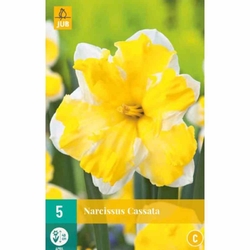 Narcis - Cassata - 5 ks Narcis - Cassata - 5 ks