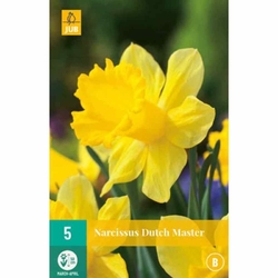 Narcis - Dutch Master - 5 cibulí