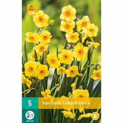 Narcis - Golden Dawn - 5 cibulí