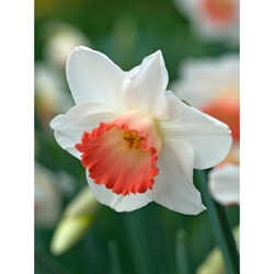 Box - Narcisy - Pink Charm - květ