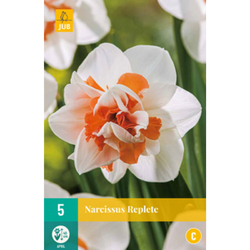 Narcis - Replete - 5 ks