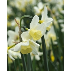 Taška - Bulb Garden Mix - Narcissus Sailboat