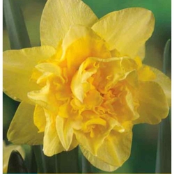 Narcis - Golden Ducat