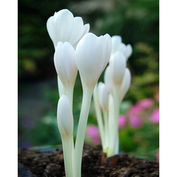 Ocún - Colchicum Autumnale Album - 1 cibule