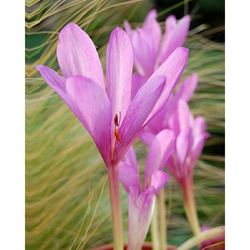 Ocún - Colchicum Giant - 1 cibule