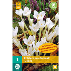 Ocún - Colchicum Autumnale Album - 1 cibule