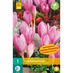 Ocún - Colchicum Giant - 1 cibule