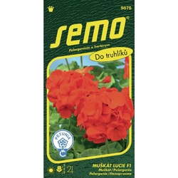 Pelargonie páskatá - Lucie F1