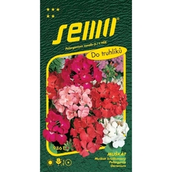 Pelargonie páskatá - směs Pelargonie páskatá - směs