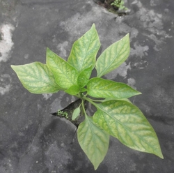 Poškození papriky sviluškami