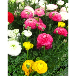 Pryskyřník - Ranunculus Mix - 10 cibulí Pryskyřník - Ranunculus Mix - 10 cibulí