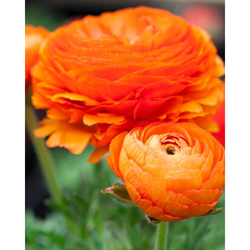 Pryskyřník - Ranunculus Orange - 10 cibulí Pryskyřník - Ranunculus Orange - 10 cibulí