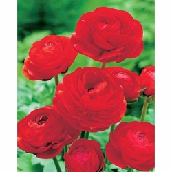 Pryskyřník - Ranunculus Red - 10 ks Pryskyřník - Ranunculus Red - 10 ks