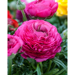Pryskyřník - Ranunculus Pink - 10 cibulí Pryskyřník - Ranunculus Pink - 10 cibulí
