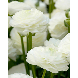Pryskyřník - Ranunculus White - 10 cibulí Pryskyřník - Ranunculus White - 10 cibulí