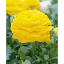 Pryskyřník - Ranunculus Yellow - 10 cibulí Pryskyřník - Ranunculus Yellow - 10 cibulí