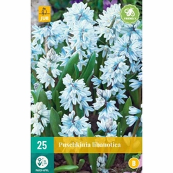 Puškinie - Puschkinia Libanotica - 25 ks Puškinie - Puschkinia Libanotica - 25 ks
