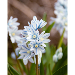 Puškinie - Puschkinia Libanotica - 25 ks