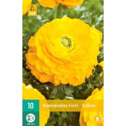 Pryskyřník - Ranunculus Yellow - 10 cibulí