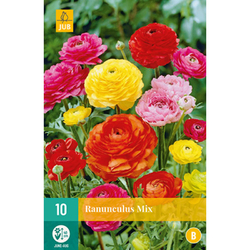 Pryskyřník - Ranunculus Mix - 10 cibulí Pryskyřník - Ranunculus Mix - 10 cibulí