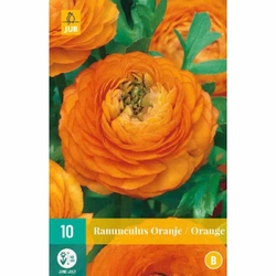 Pryskyřník - Ranunculus Orange - 10 cibulí Pryskyřník - Ranunculus Orange - 10 cibulí
