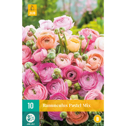 Pryskyřník - Ranunculus Pastel Mix - 10 cibulí
