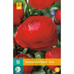 Pryskyřník - Ranunculus Red - 10 ks