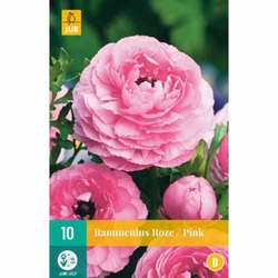Pryskyřník - Ranunculus Pink - 10 cibulí Pryskyřník - Ranunculus Pink - 10 cibulí