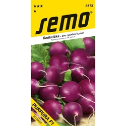 Ředkvička fialová - Purpura F1 Ředkvička fialová - Purpura F1