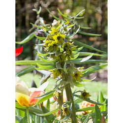 Řepčík - Fritillaria Green Eyes - 1 cibule