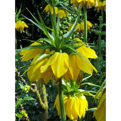 Řepčík - Fritillaria Imperialis Lutea - 1 cibule