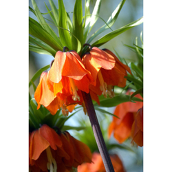 Řepčík - Fritillaria Imperialis Rubra - 1 cibule