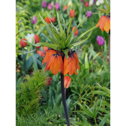 Řepčík - Fritillaria Imperialis Aurora - 1 cibule