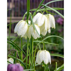 Řepčík - Fritillaria Meleagris Alba - 10 cibulí