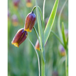 Řepčík - Fritillaria Uva Vulpis - 15 cibulí