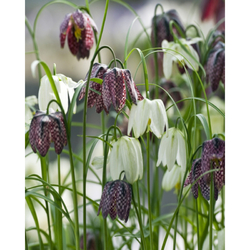 Řepčík - Fritillaria Meleagris Mix - 15 cibulí