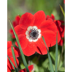 Sasanka Anemone Coronaria Hollandia - květ