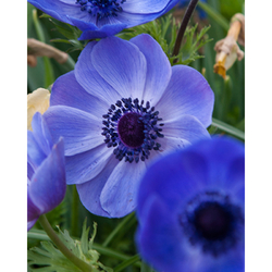 Sasanka Anemone Coronaria Mr. Fokker - květ
