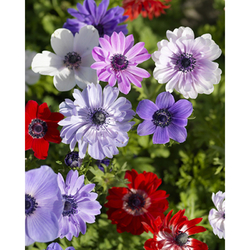 Sasanka anemone Coronaria St. Brigid - květ