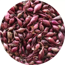 Sazečka - červená Karmen 0,25 kg