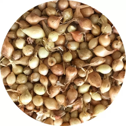 Sazečka - Štutgartská 0,5 kg Sazečka - Štutgartská 0,5 kg