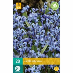 Scilla Siberica - 20 ks