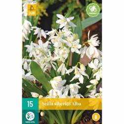 Scilla Siberica Alba - 15 ks