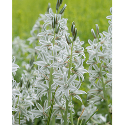 Snědek - Ornithogalum Nutans - květ