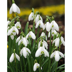 Sněženka - Galanthus Elwesii - 10 cibulí Sněženka - Galanthus Elwesii - 10 cibulí