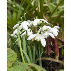 Sněženka - Galanthus Flore Pleno - 7 cibulí Sněženka - Galanthus Flore Pleno - 7 cibulí