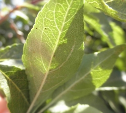 sviluška na listu jabloně