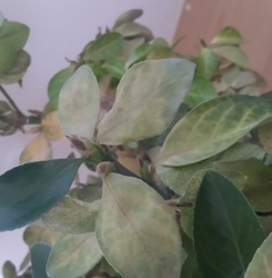 Pavučinky svilušky na okrasné rostlině