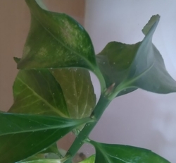 Sviluška na okrasné rostlině