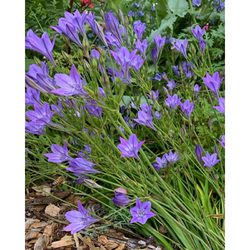 Trojlilie - Triteleia Corrina - 25 cibulí